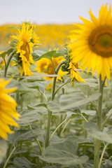 Wall Mural - Sonnenblumen