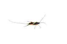 Female Of The Parasitic Wasp Stenarella Domator With Extremely Long Ovipositor On White Background