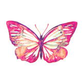 Fototapeta Motyle - beautiful pink butterfly,watercolor,isolated on a white