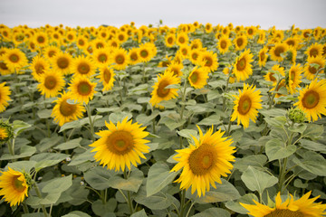 Poster - Sonnenblumen