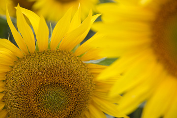 Wall Mural - Sonnenblumen