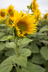 Wall Mural - Sonnenblumen