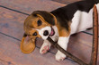 © Anneke - Beagle puppy chewing on stick