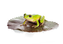 Isolated Frog On Leaf