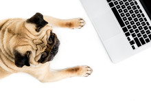 Top View Of Pug Dog With Laptop, Isolated On White