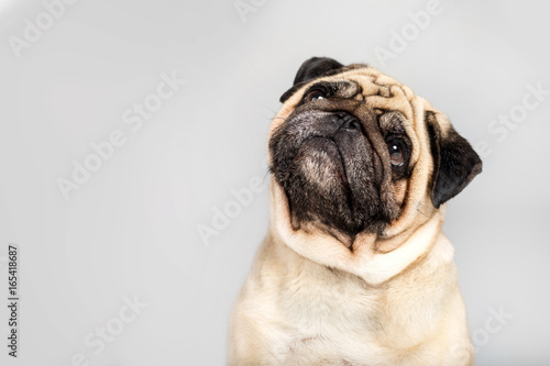 Fotomural studio shot of funny pug dog, isolated on grey
