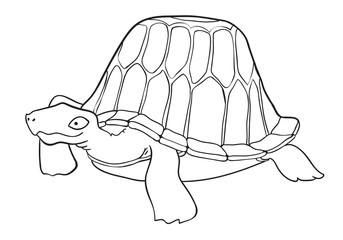 Wall Mural - Cartoon image of turtle. An artistic freehand picture.