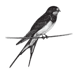 Barn Swallow (Hirundo rustica) - vintage illustration