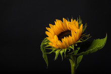 Sunflower Isolated On A Dark Background. Vibrant And Beautiful!