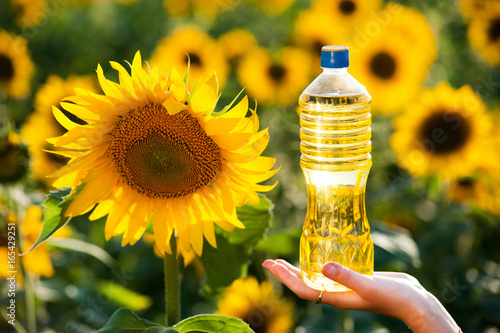 Plakat Butelka z słonecznikowym olejem w żeńskich rękach przeciw tłu kwitnący słoneczniki
