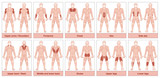 Fototapeta  - Muscle group chart - male body with the largest human muscles, divided into ten labeled cards with names and appropriate highlighted muscle groups - isolated vector illustration on white background.
