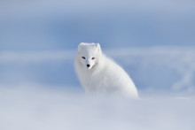 Polar Fox In Habitat, Winter Landscape, Svalbard, Norway. Beautiful Animal In Snow. Sitting White Fox. Wildlife Action Scene From Nature, Vulpes Lagopus, In The Nature Habitat. Cold Winter With Fox.