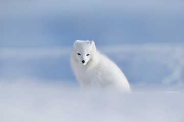 polar fox in habitat, winter landscape, svalbard, norway. beautiful animal in snow. sitting white fo
