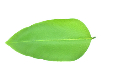 Green leaves on a white background