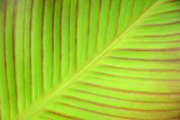 Poster - Green leaf background