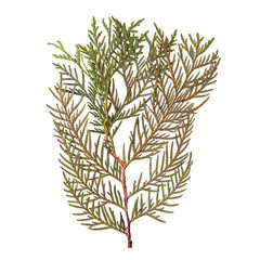 Wall Mural - Herbarium of dried and pressed fir branches isolated on white background. View from above.