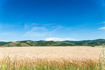 Poster - wheat land.