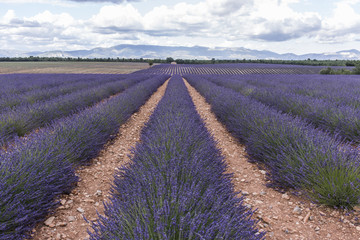 Campi di lavanda in provenza