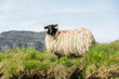 Landascapes of Ireland. Sheep grazing, Connemara in Galway county