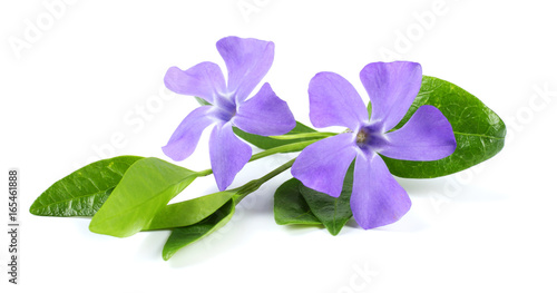Cuadros en Lienzo Bouquet of blue periwinkle (Vinca minor) isolated on white background