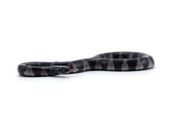 King snake isolated on white background