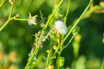 Beautiful Spring Flowers Blooming under the Sun, Different Types of Flowers in a Green Garden