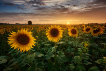 Sunflowers Field At Sunset