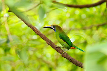 Wall Mural - Exotic bird, tropic forest. Small toucan. Blue-throated Toucanet, Aulacorhynchus prasinus, green toucan bird in the nature habitat, exotic animal in tropical forest, Mexico. Wildlife scene from nature