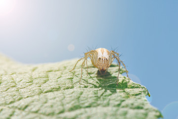 Yellow Spider Sitting On Green Leaf In Sunny Day