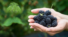 Fresh Picked Blackberries In A Girls Hands. With Copyspace.