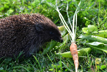 Wildlife Hedgehog Eats On The Grass