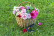 gardening concept/different roses flowers in wicker basket and gardening tool outdoors