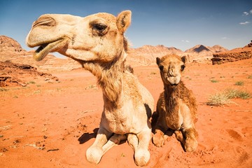 2 camels in the Jordan desert of wadi rum