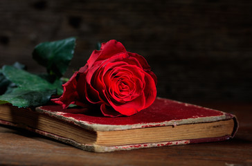 Wall Mural - Red rose on a vintage book on dark background