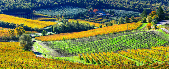 Poster - autumn scenery - beautiful vineyards of Tuscany, Italy