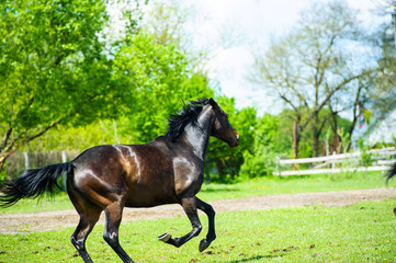 Running horse