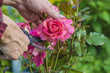 rose gardening concept/hand holding sicssors and cutting the rosebush