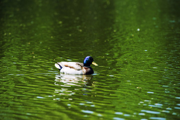 Wall Mural - Duck