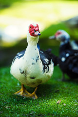 Wall Mural - Duck on a green meadow