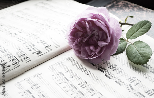 Fotografie, Tablou Alte Musiknoten mit erblühter Rose (Rosaceae), Liebeskummer, Trauer, Tod