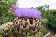 Artichoke Or Cardoon Flower