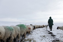 Winter Sheep Farming In The Yorkshire Dales