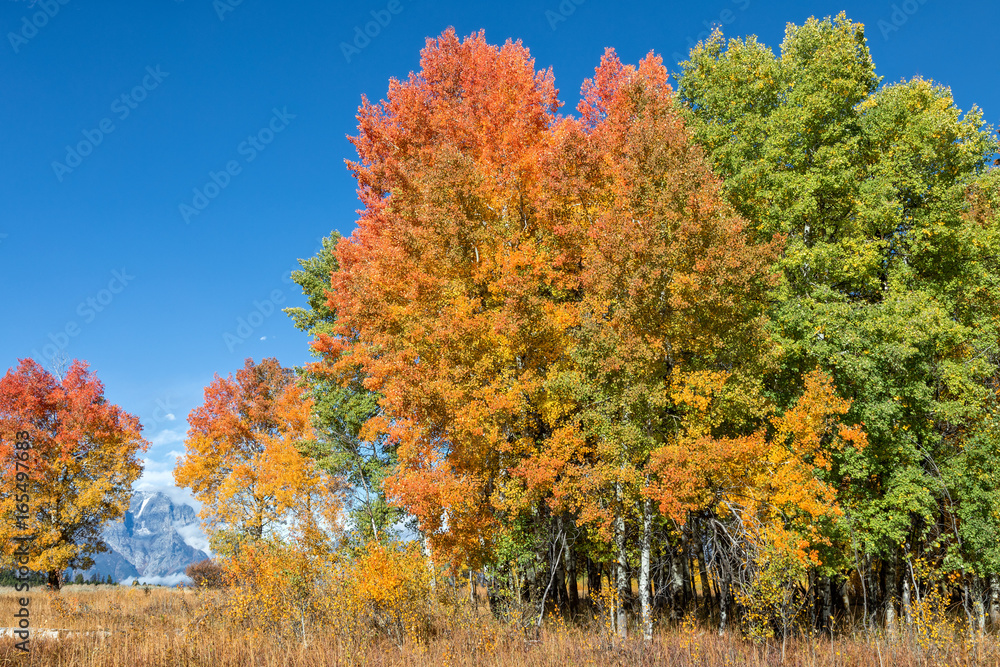 Scenic Teton Landscape in Fall - obrazy, fototapety, plakaty 