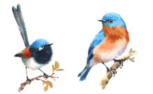 Fairy Wren And Bluebird Two Birds Watercolor Hand Painted Illustration Set Isolated On White Background