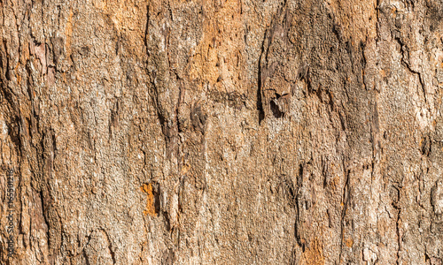 Textura De Casca De Arvore Buy This Stock Photo And Explore Similar Images At Adobe Stock Adobe Stock