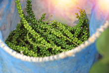 Bunches Of Fresh Black Pepper In Picking Bag At The Plantation In Thailand.