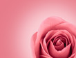 © poravute - Close-up image of beautiful pink rose flower on pink background with copy space. Valentine day, love and wedding concept. Selective and soft focus.