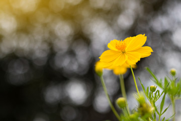 Wall Mural - Cosmos flower yellow blur and bokeh.