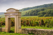 Chambertin Vineyard, Gevrey-Chambertin, Burgundy, France