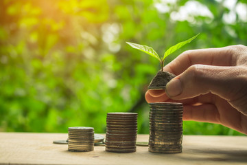 Coin and green growing plant on old wood tree background.